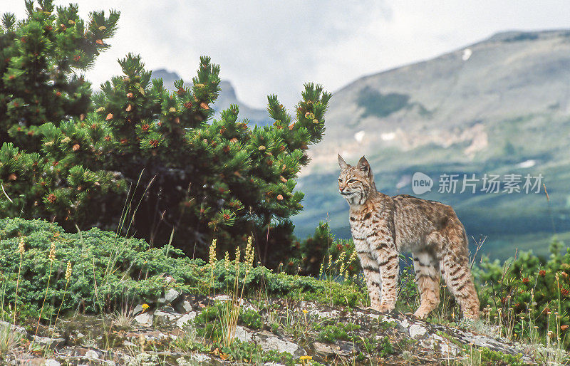 山猫(Lynx rufus)，也被称为红山猫，是一种中型猫，原产于北美。它的分布范围从加拿大南部到美国大部分地区，再到墨西哥的瓦哈卡州。蒙大拿东冰川。